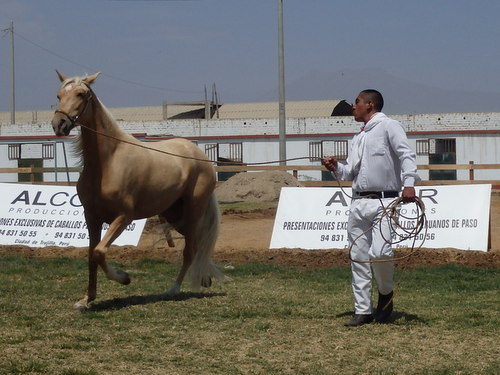 Peruvian Step Horse Show.